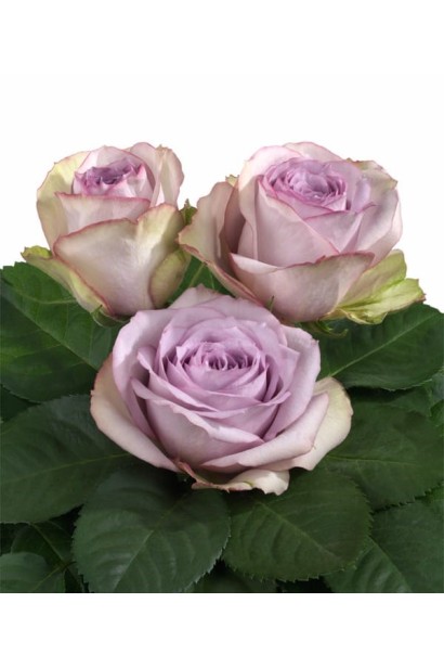 Троянда Lullaby - ніжно-фіолетова серединка зі світло-зеленими пелюстками зовні